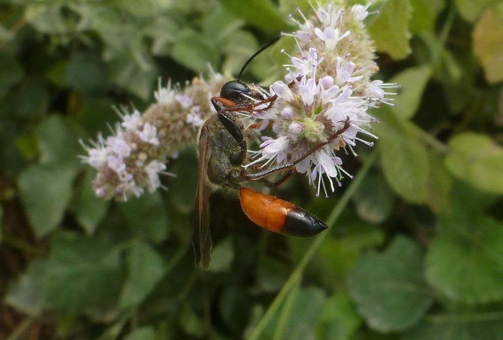 Sphex funerarius (Sphecidae), femmina